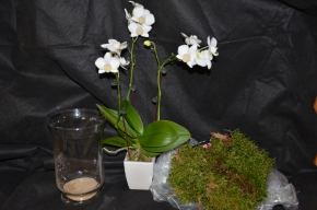 display orchid orchid in a pot growing orchids beautiful orchids white orchids how to grow orchids
